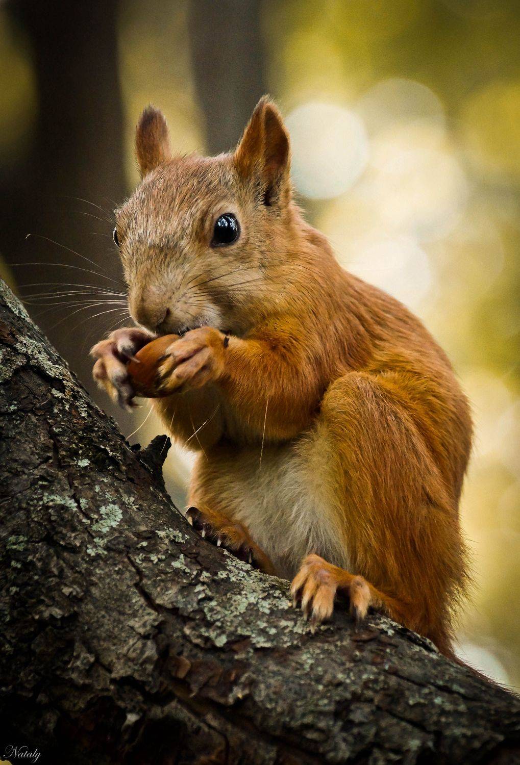 , Екимова Наталья