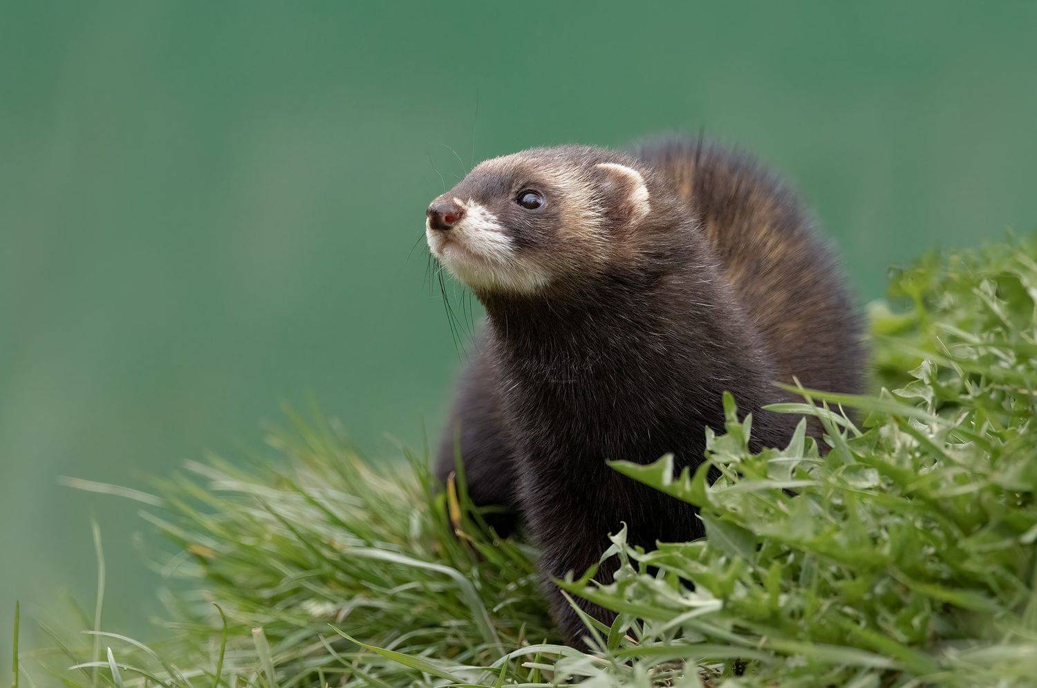 polecat, animals, nature, wildlife, canon, MARIA KULA