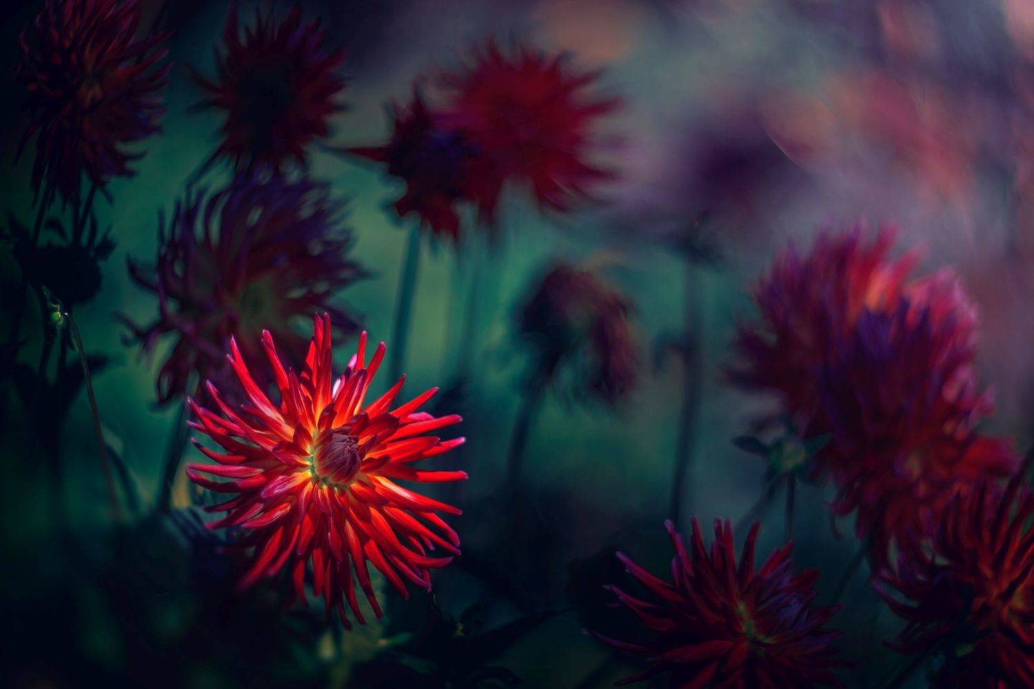 green,plant,exterior,light,dark,bokeh,flowers, Борислав Алексиев