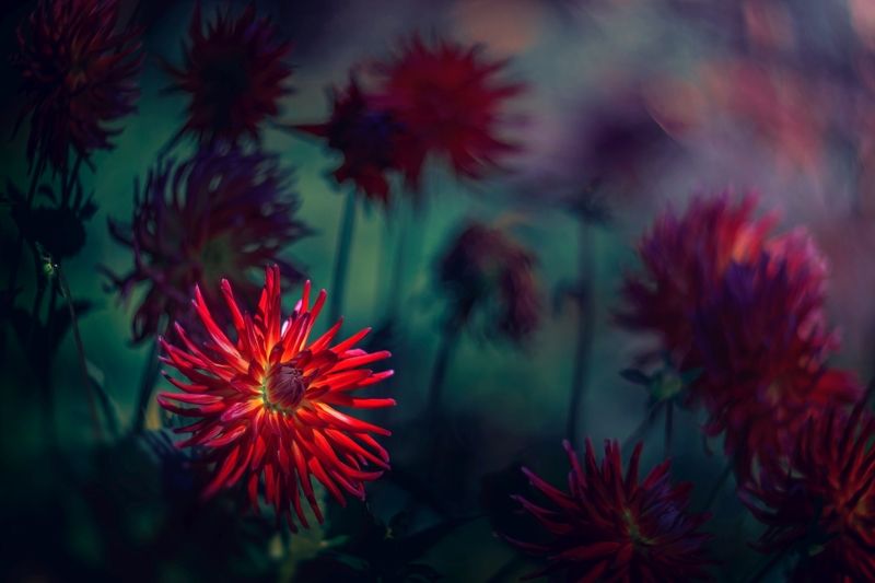 Red фото превью