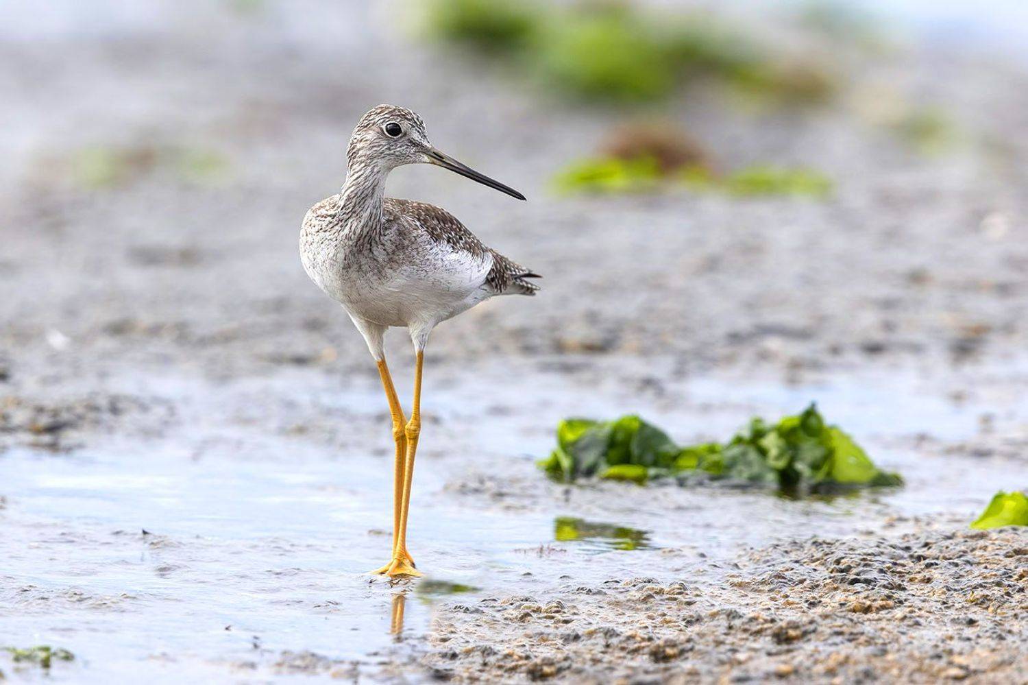 птицы, уругвай, Елена Давыдова