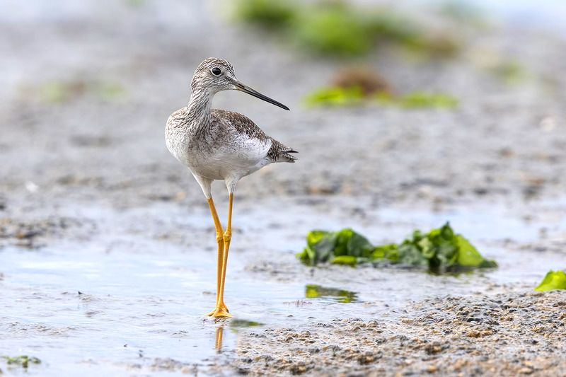 птицы, уругвай *** фото превью