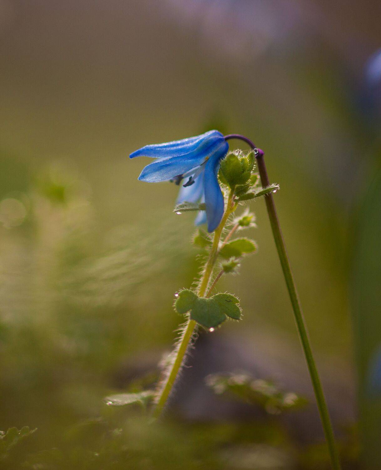 , Викулов Николай