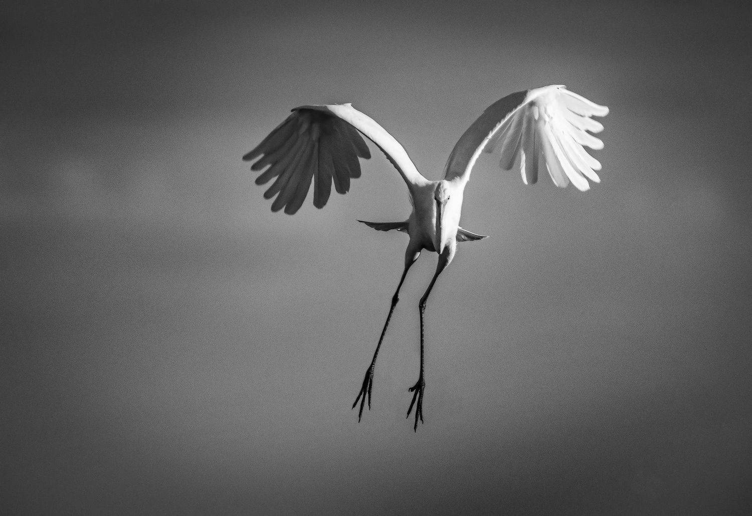 белая цапля, птицы краснодарского края, Пирог Борис