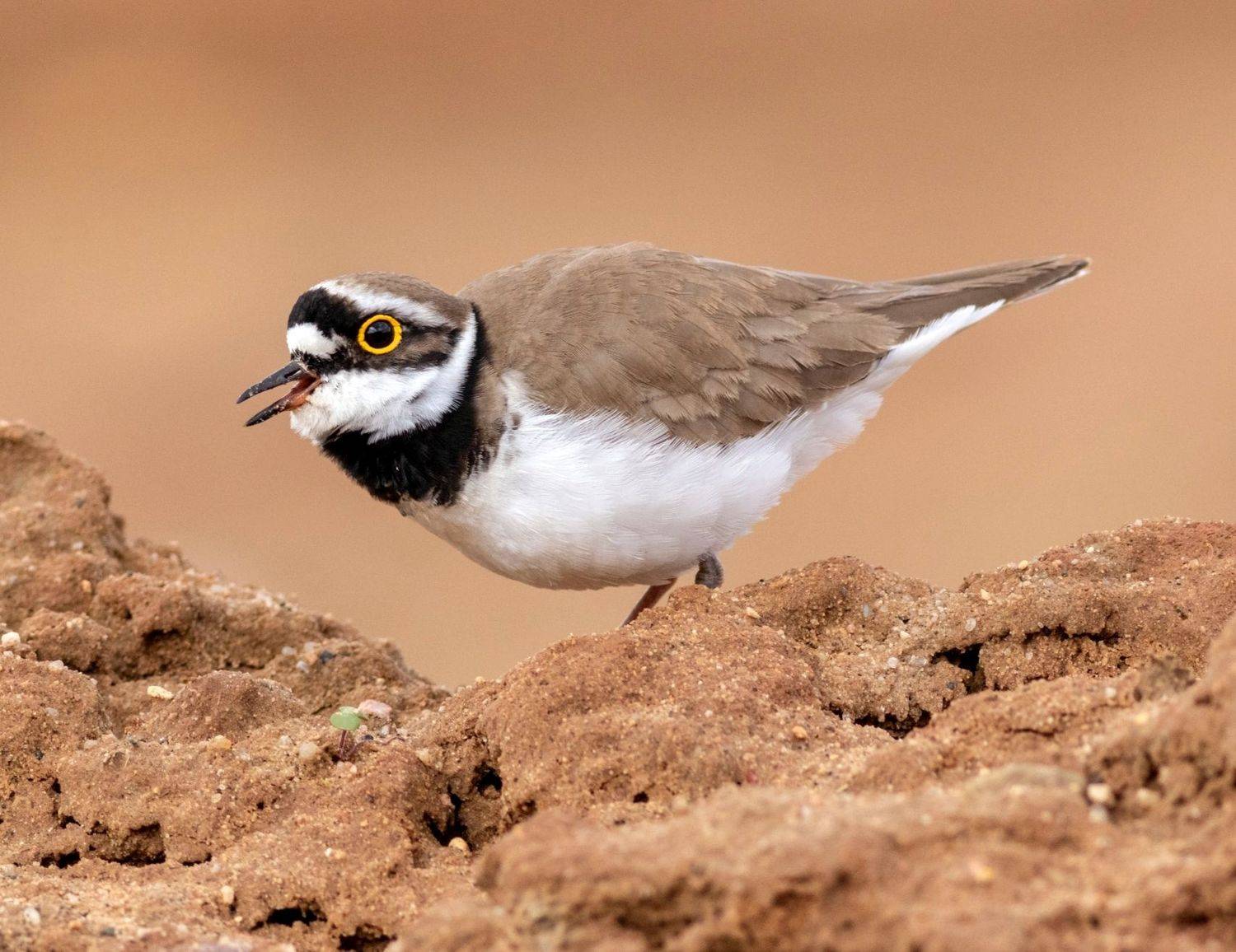 малый зуек, кулик, птица, фотоохота, birds, Павел Краснослободцев