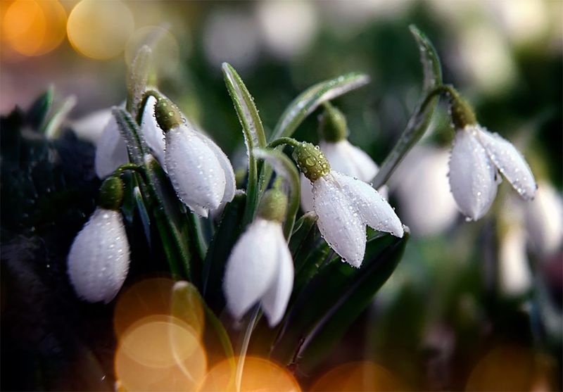 *** фото превью