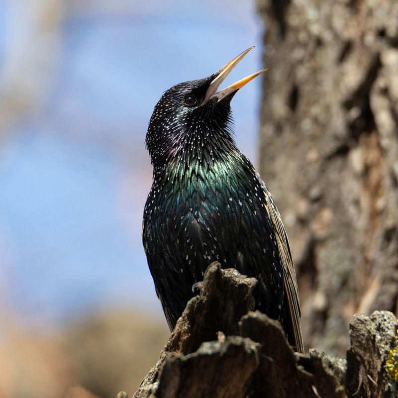 Скворец фото превью