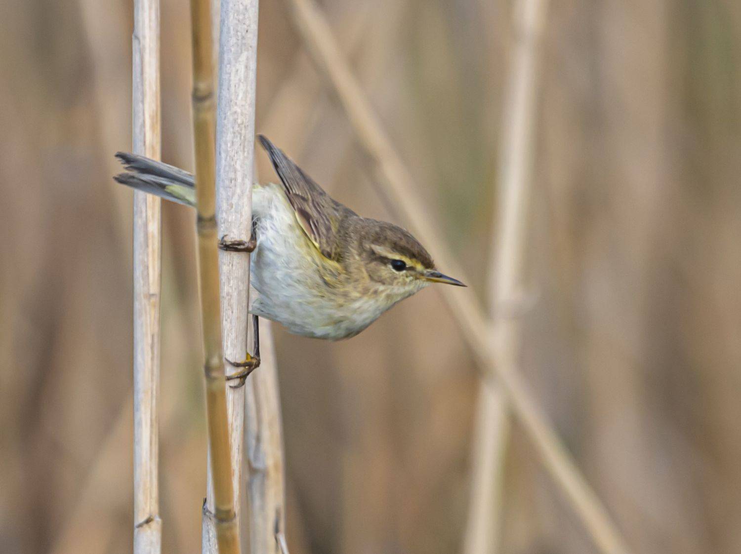 птицы, крым, опукский заповедник, пеночка-теньковка, Сергей Савчук