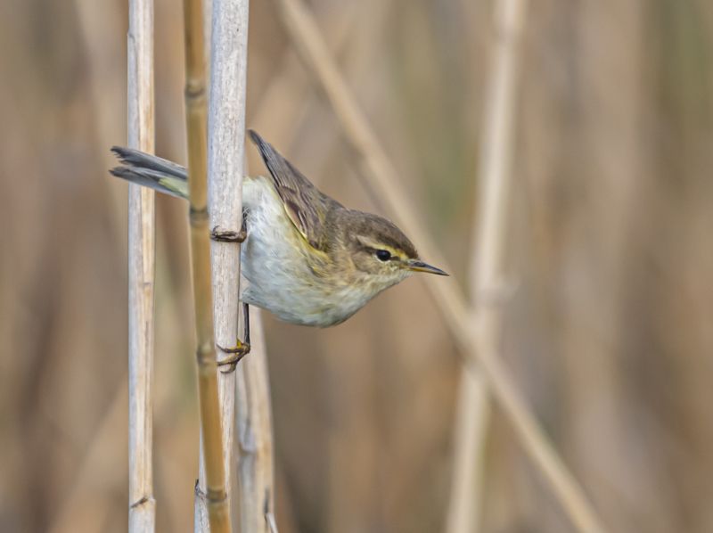 птицы, крым, опукский заповедник, пеночка-теньковка Пеночка-теньковка фото превью
