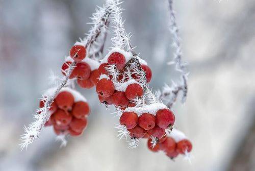 Острые иглы мороза