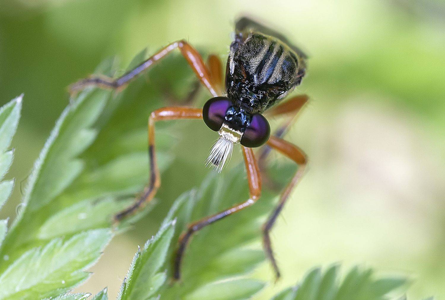 ктырь, диптера, муха, глаза, Александр Широких