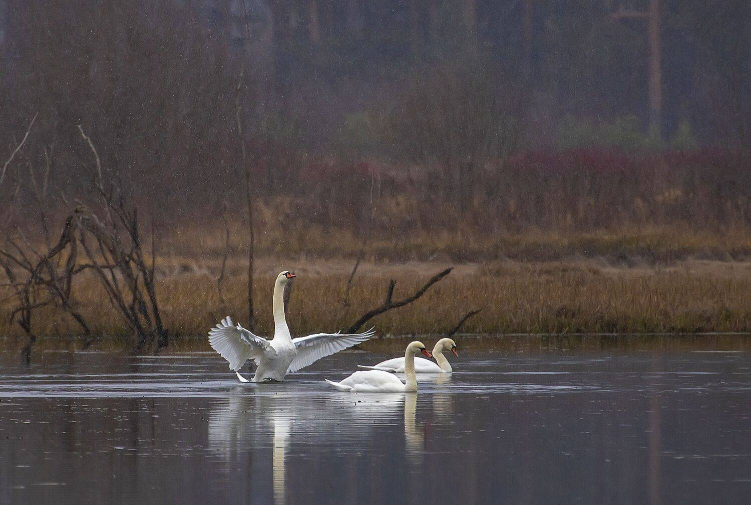 лебеди шипуны, снег, осень, ноябрь, Александр Широких