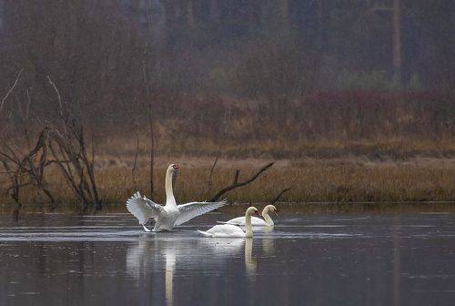 Под белыми крылами