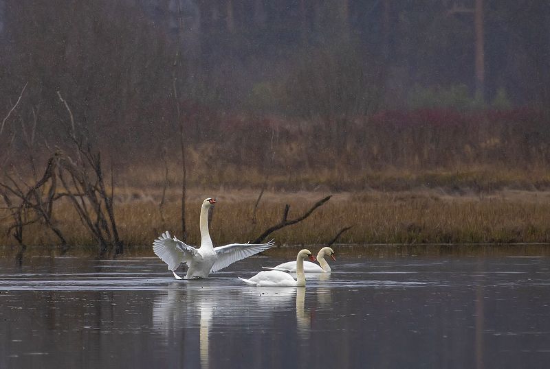 Под белыми крылами фото превью