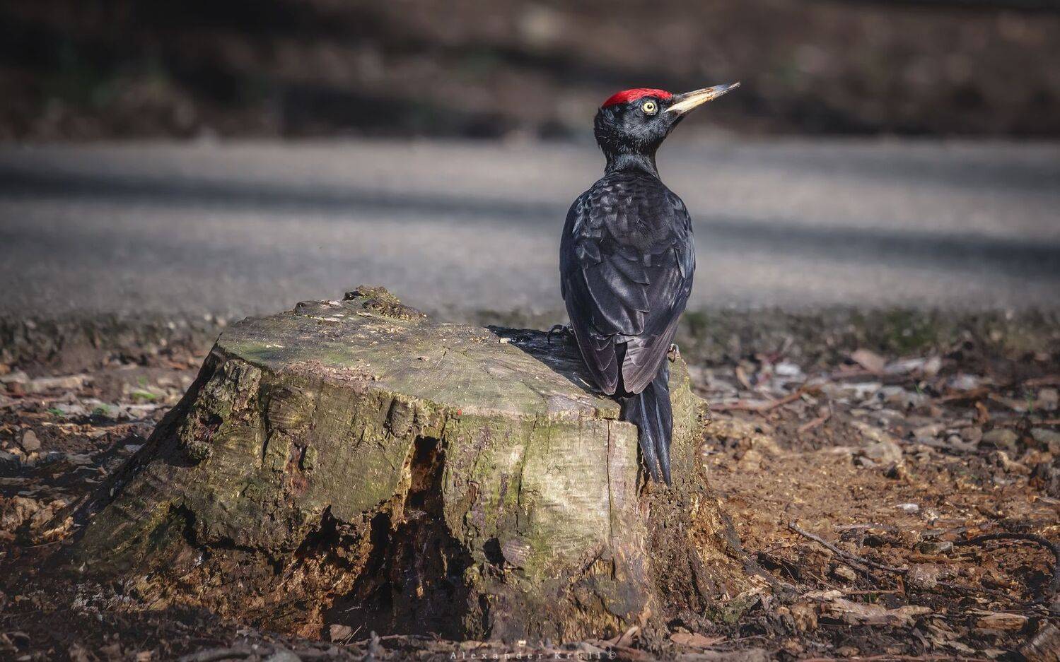 желна, Круль Александр