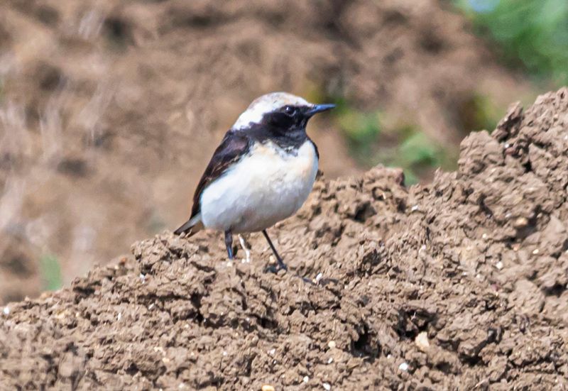 крым, опукский заповедник, птицы, каменка-плешанка Каменка-плешанка фото превью