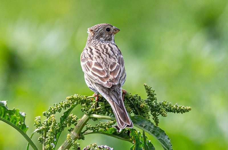крым, опукский заповедник, птицы, просянка Просянка фото превью