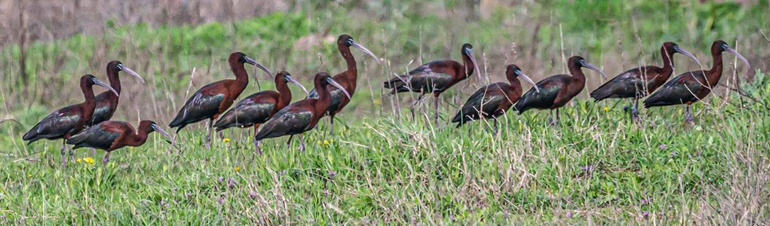 крым, опукский заповедник, птицы, каравайка, Сергей Савчук