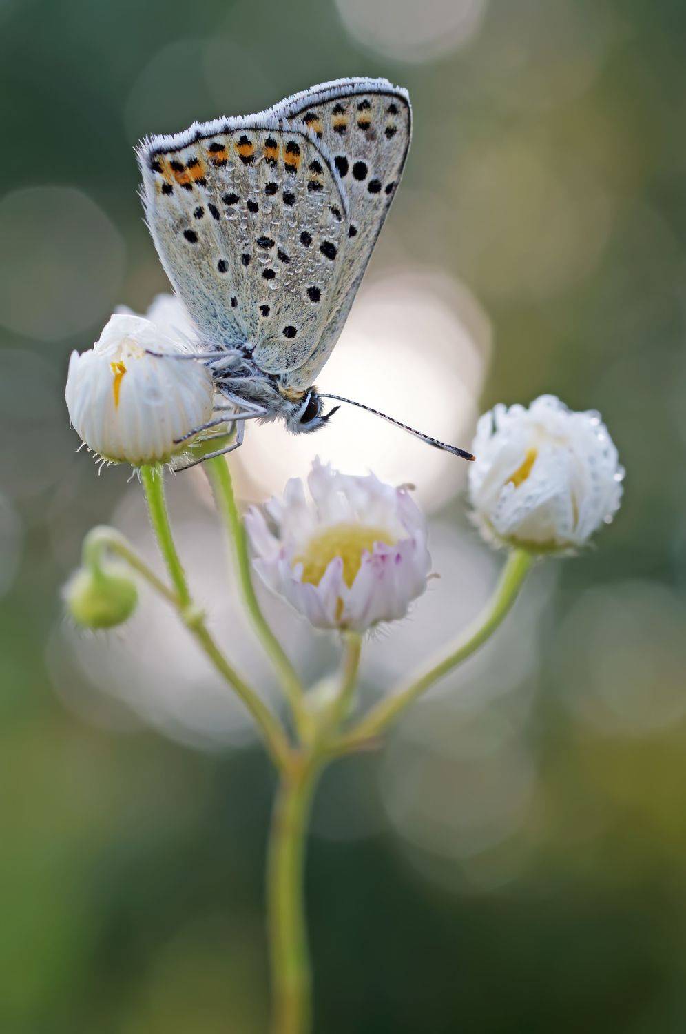, Чепленко Алексей