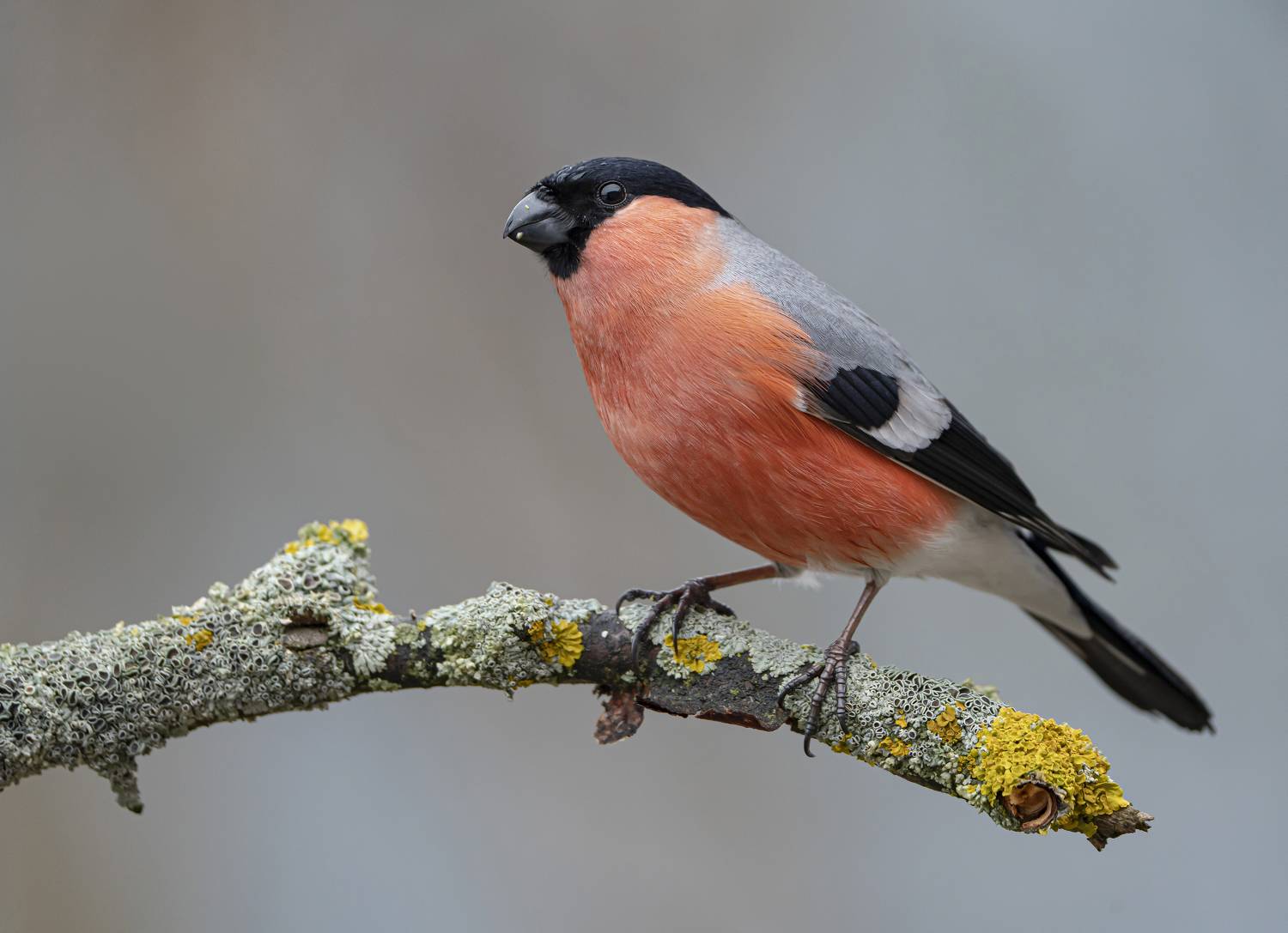 птицы,природа, весна, Андрей Киселёв