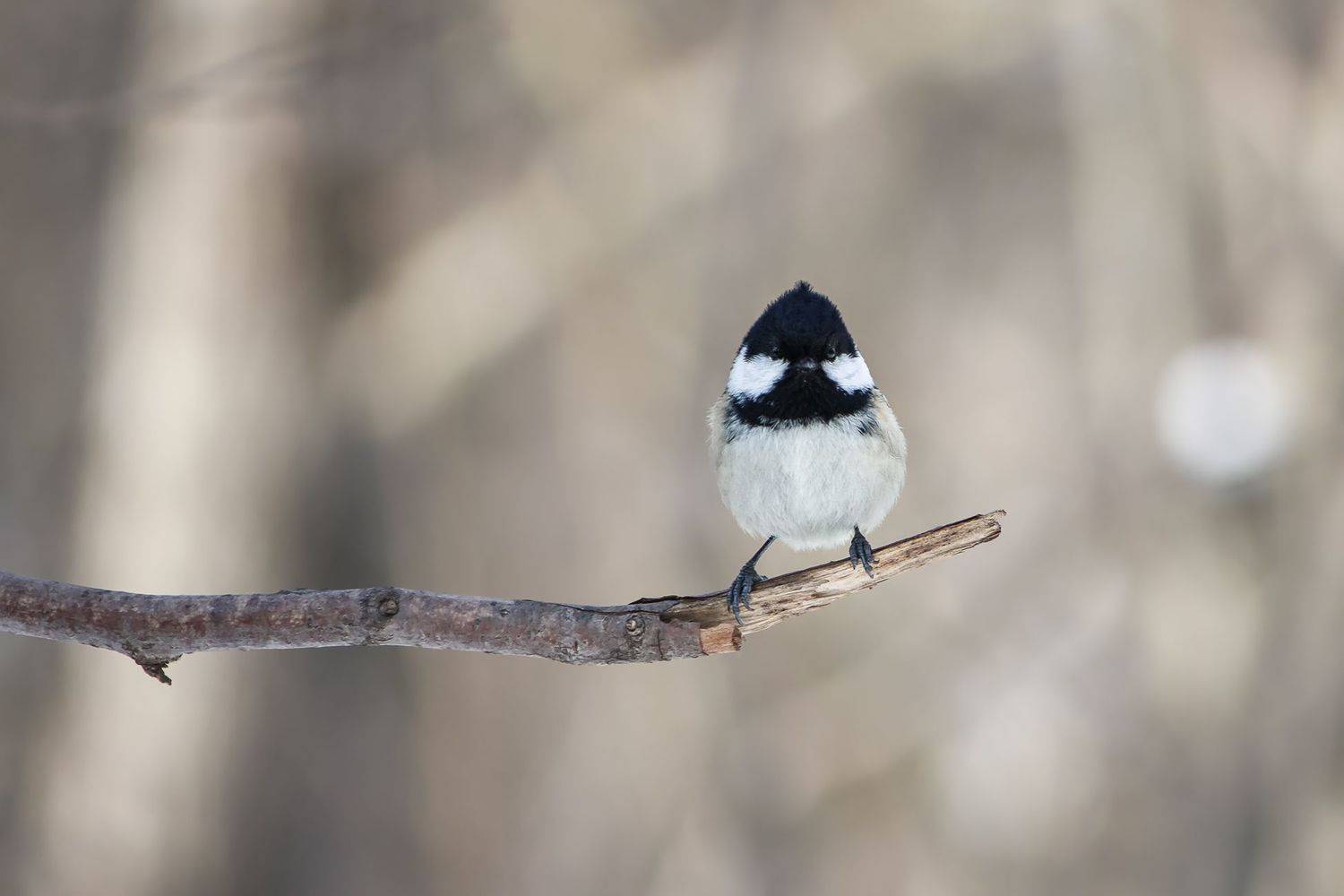 синица, синица-московка, periparus ater, КарОл