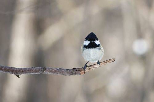 Чубчик кучерявый