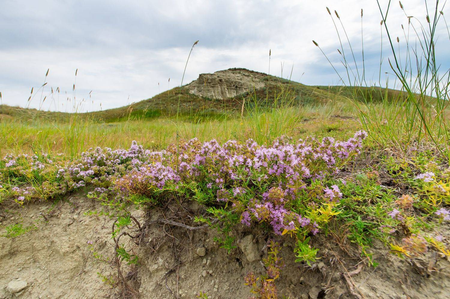 volgograd, russia, wildlife, hill, , Сторчилов Павел