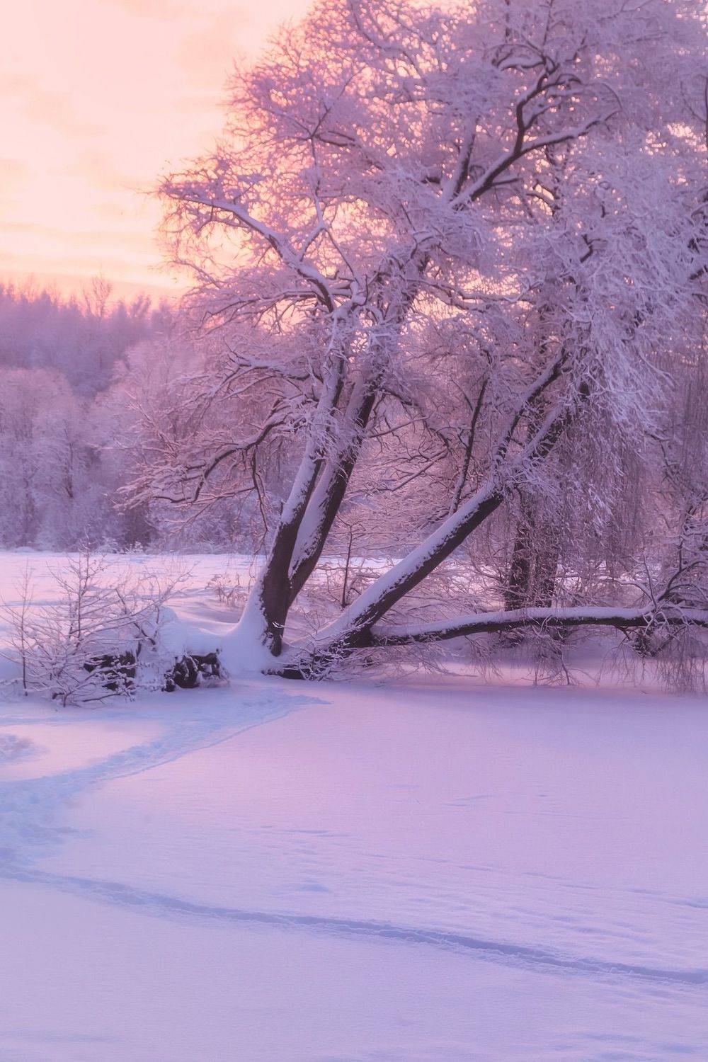 зима, winter, природа, nature, landscape, пейзаж, лес, forest, закат, sunset, Julia Kaissa