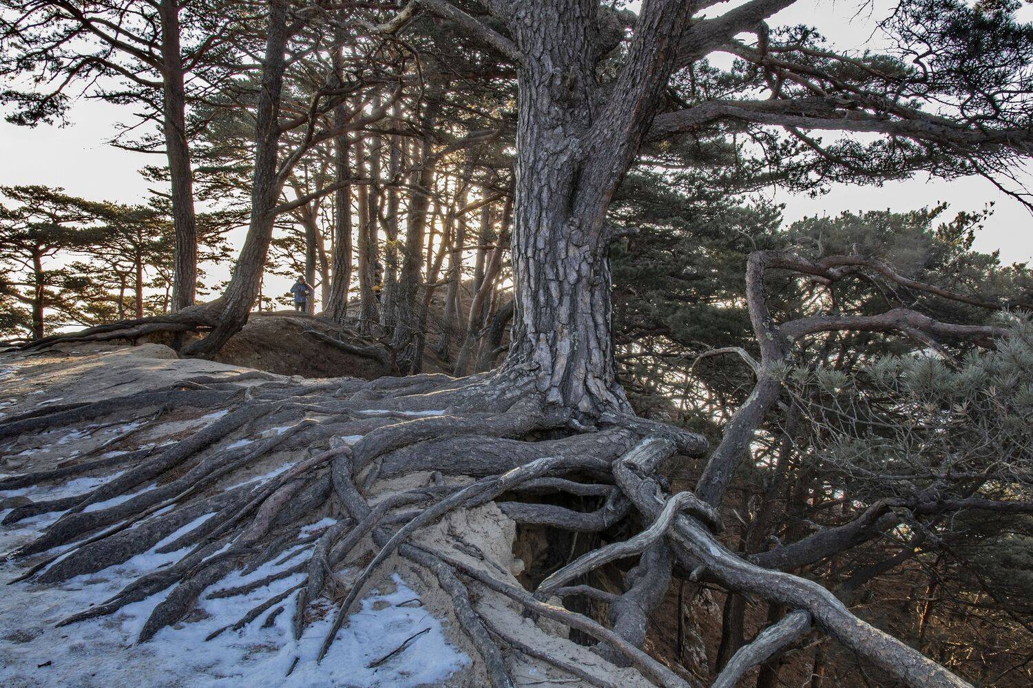 , Добролюбова Тамара