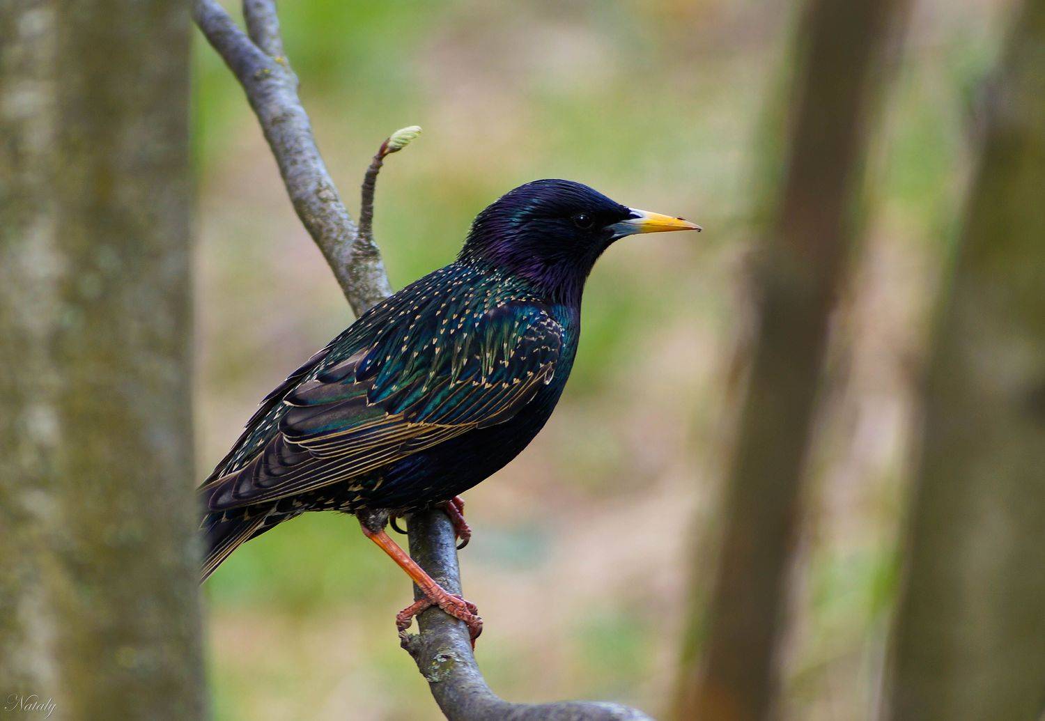 , Екимова Наталья