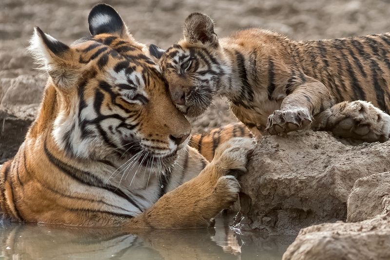 Приласкался фото превью