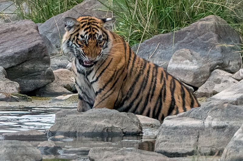 Какой я красавец! фото превью