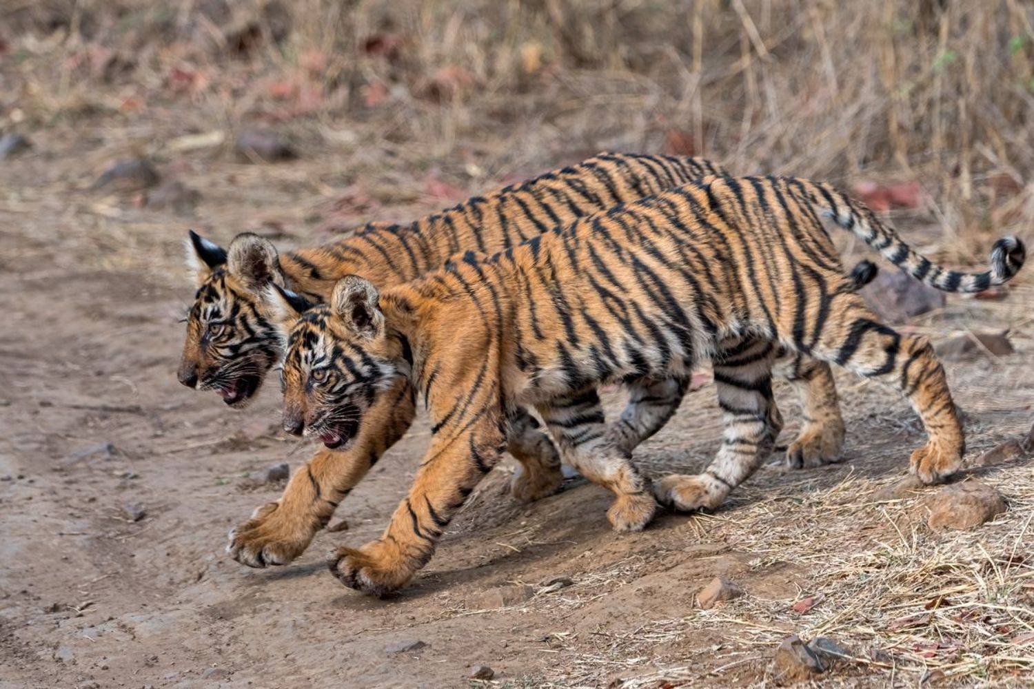 , Гордонов Юрий
