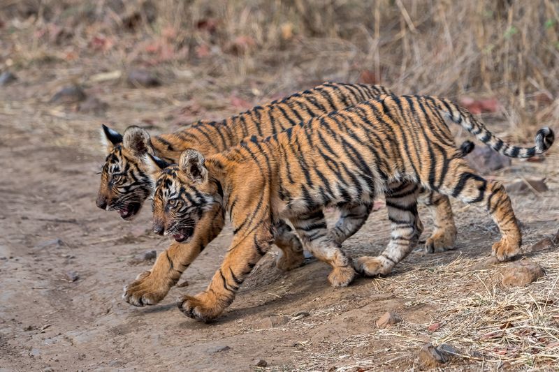 Кто шагает дружно в ряд? фото превью