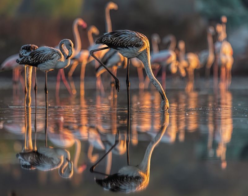 Flaming różowy (Phoenicopterus roseus) фото превью