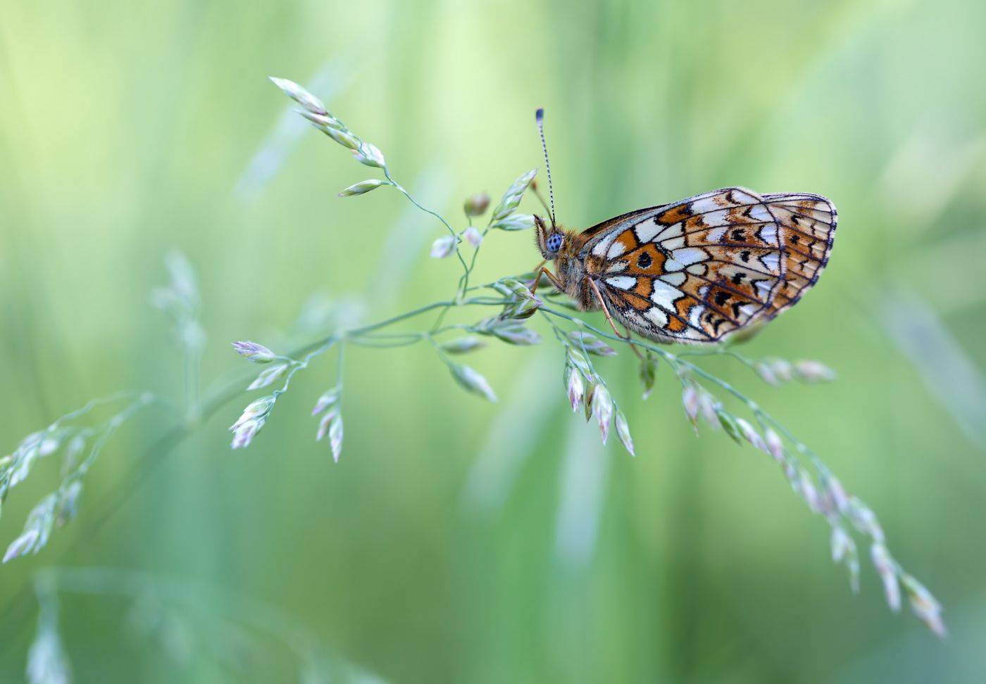 насекомые, бабочка, нимфалида, перламутровка, селена, лето, Борис Новиков