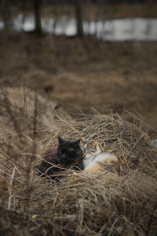 кот, кошка, спят, вдвоём, весна, дождь, трава Теплая история про холодную погоду фото превью