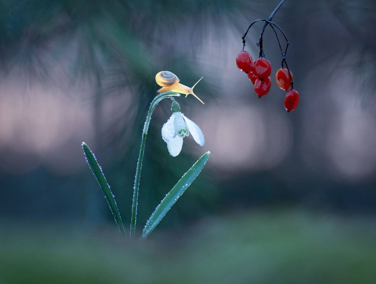 улитка, закат, подснежник, макро, макрокрасота, Александр Гвоздь