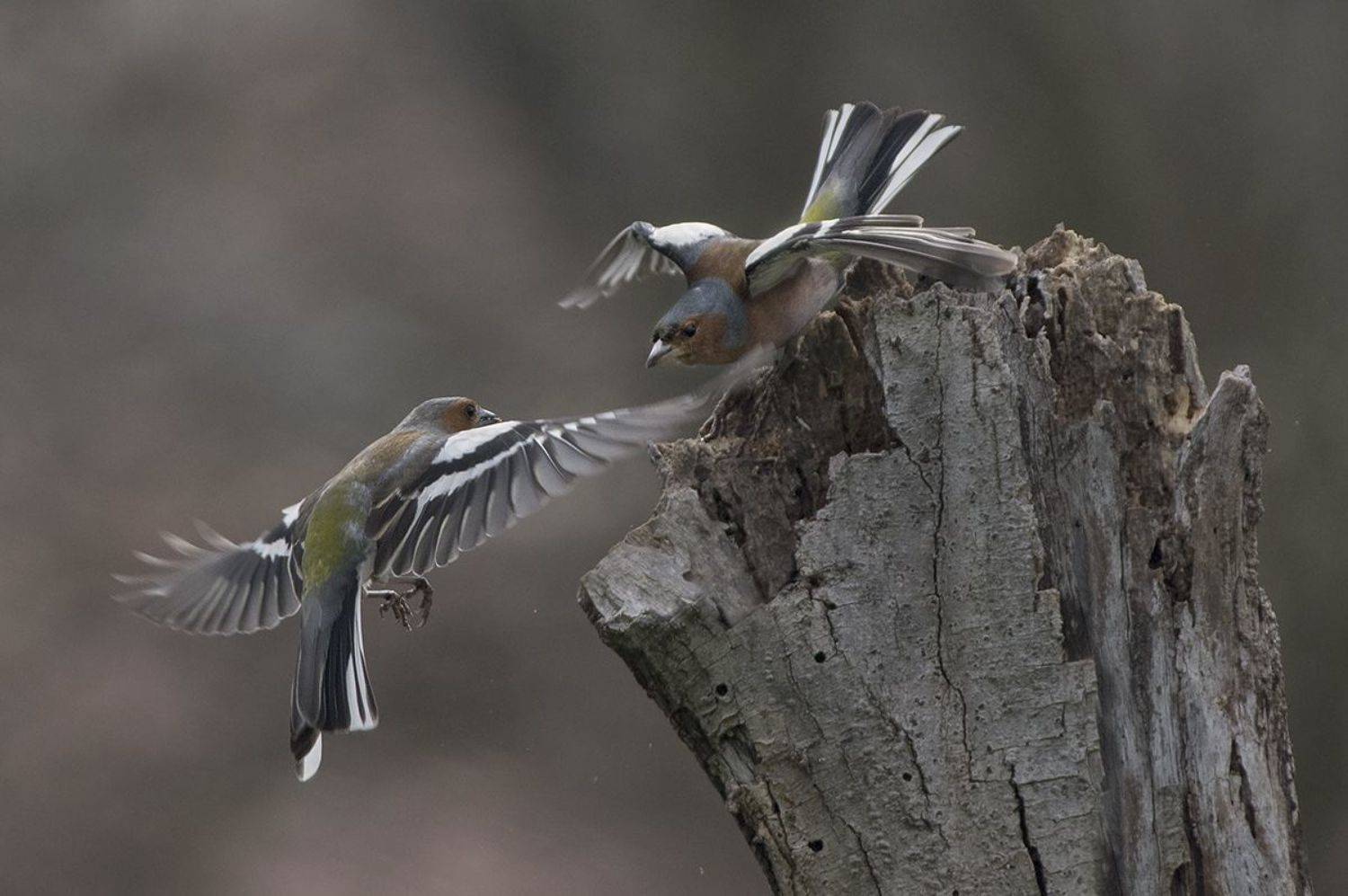 , Евгени Стефанов