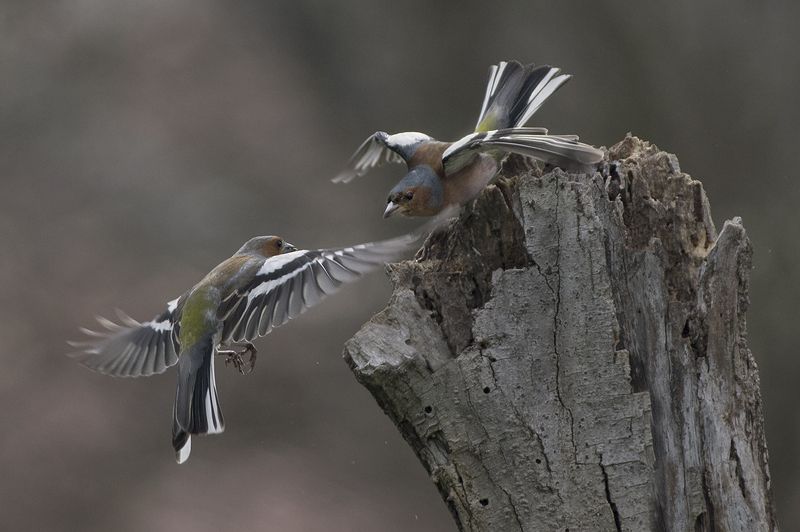 Зяблики фото превью