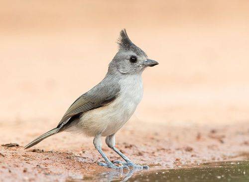 Young. Black-crested Titmouse - Синица чёрнохохлатая