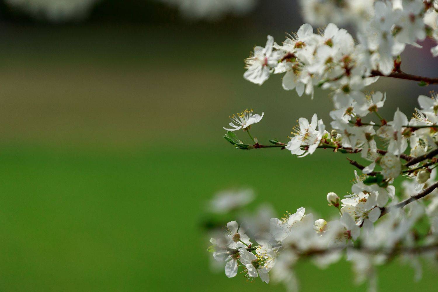 , Александър Сандев