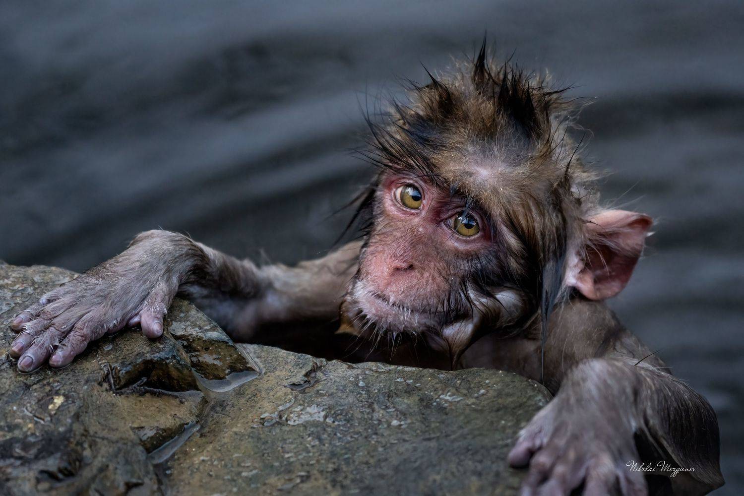 , Николай Мозгунов