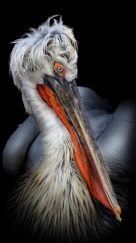 Кудрявый пеликан фото превью