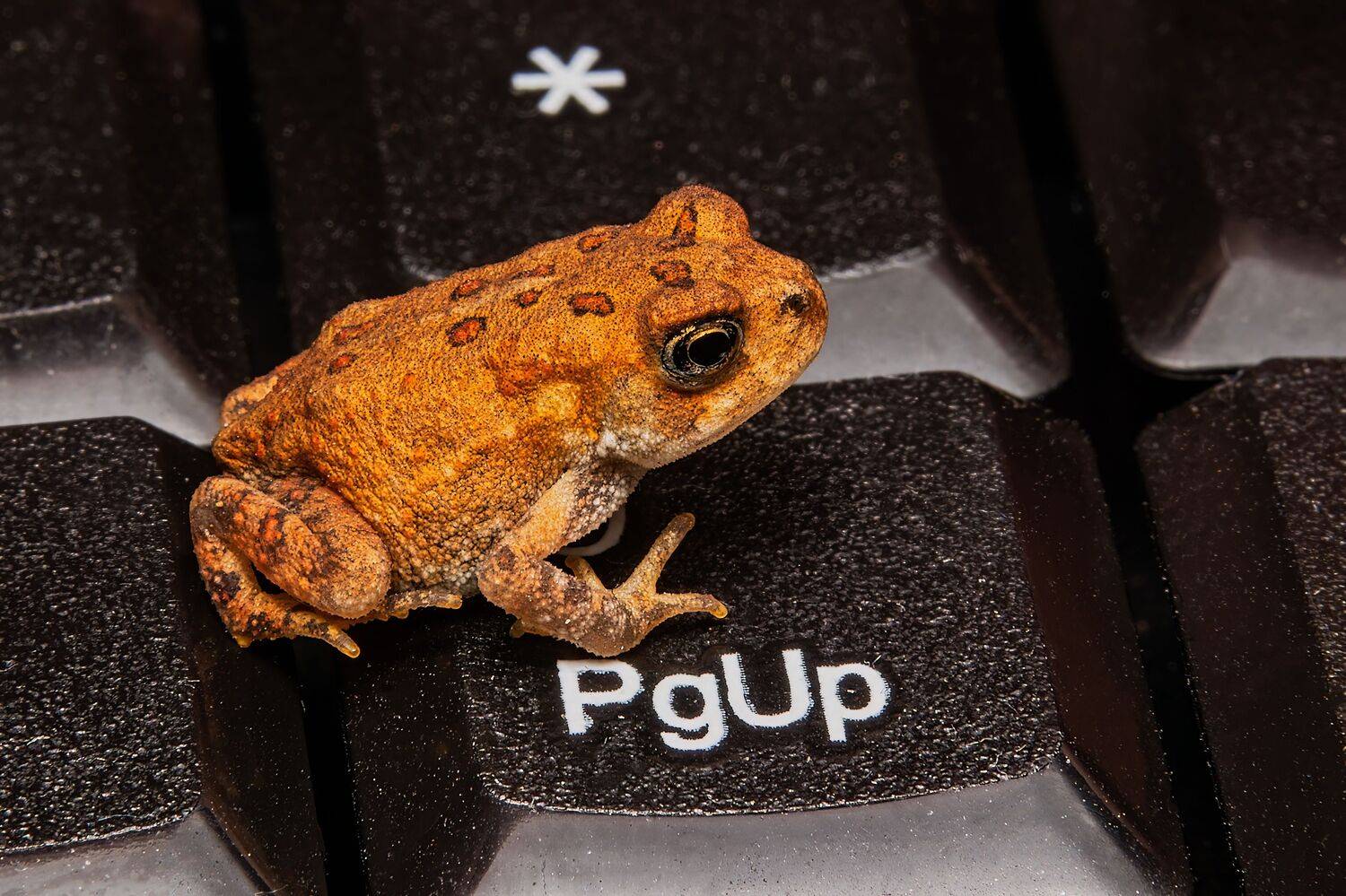 toad, animal, tiny, nature, batracian, Stephane