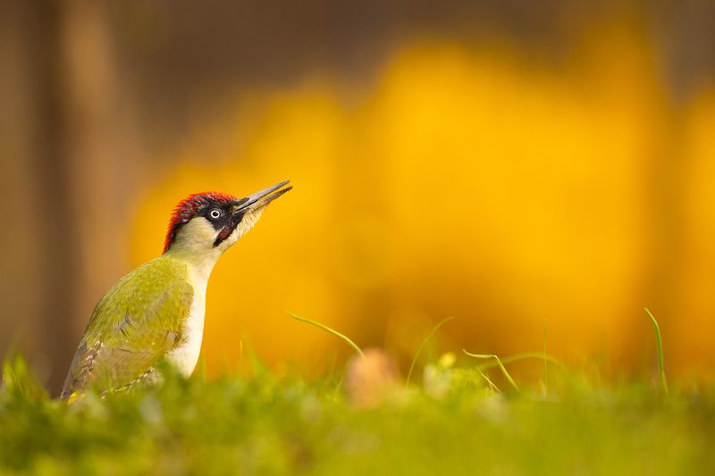 Eurasian Green Woodpecker фото превью