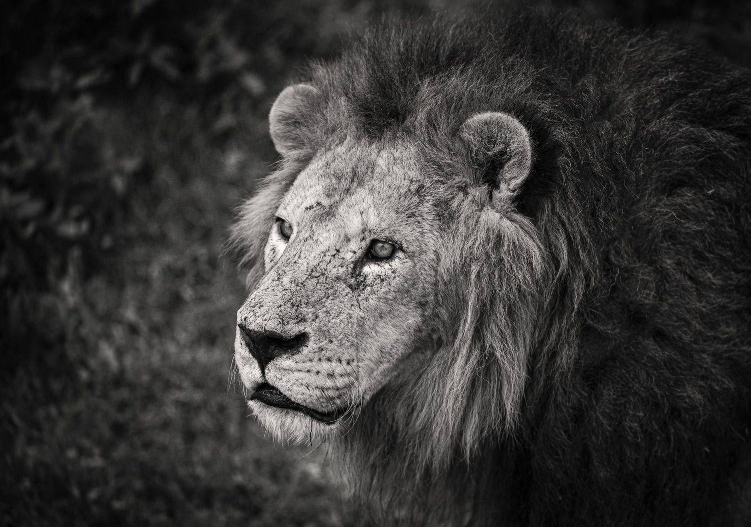 , Пирог Борис