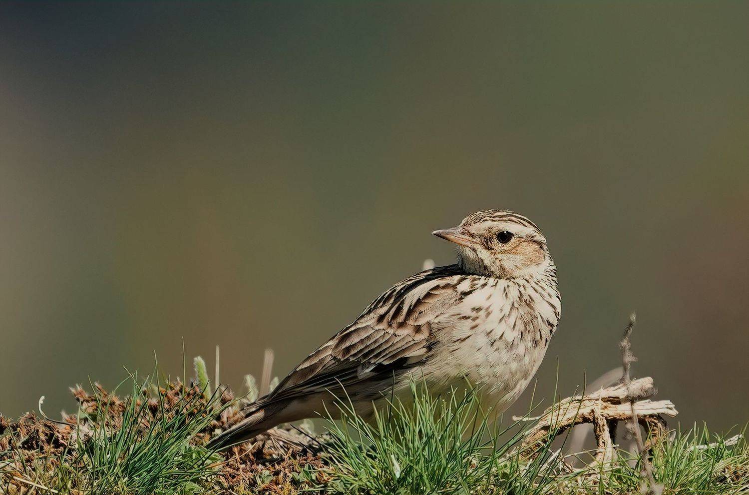 , Красимир Георгиев