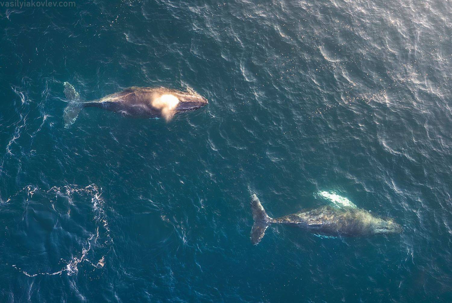 киты, фототур, яковлевфототур, кольский, териберка, горбач, Василий Яковлев