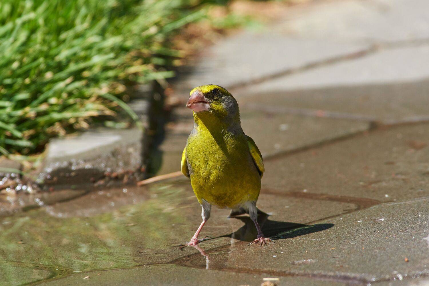volgograd, russia, wildlife, Carduelis chloris, , Сторчилов Павел